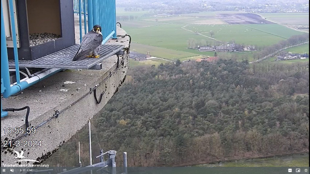 screenshots VWGGemert/Vogelbescherming Nederland. - Pagina 19 Scher386