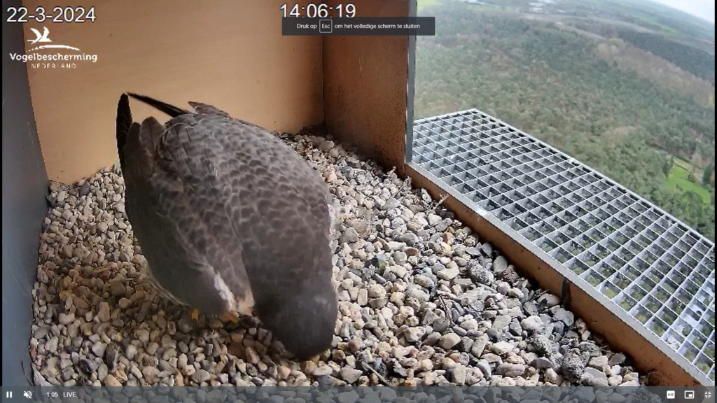 screenshots VWGGemert/Vogelbescherming Nederland. - Pagina 21 Scher417