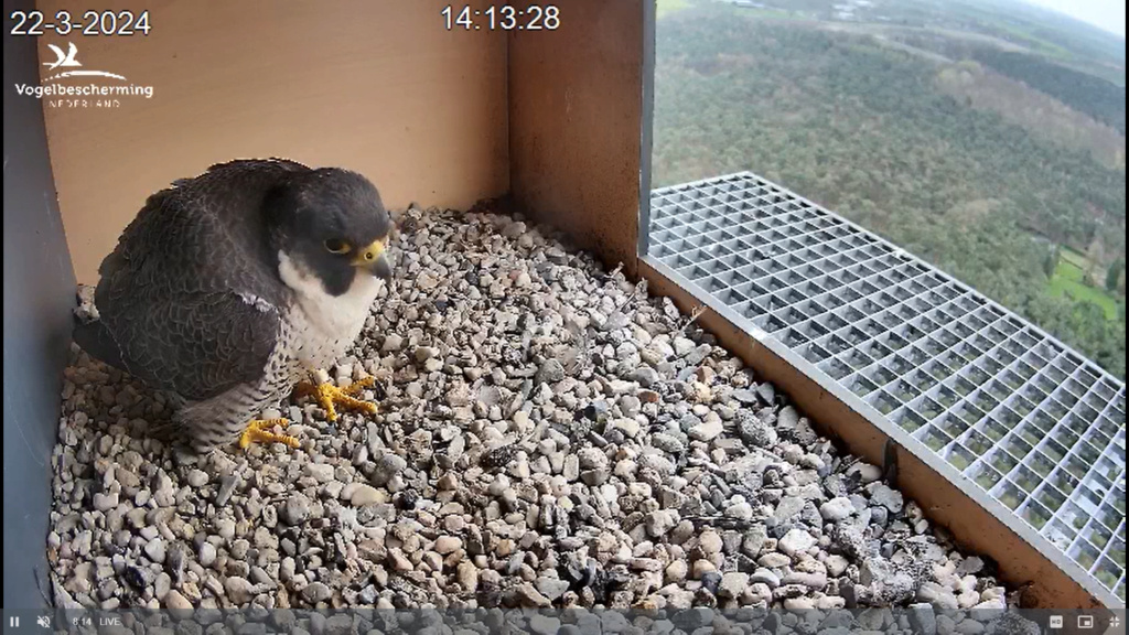 screenshots VWGGemert/Vogelbescherming Nederland. - Pagina 21 Scher420