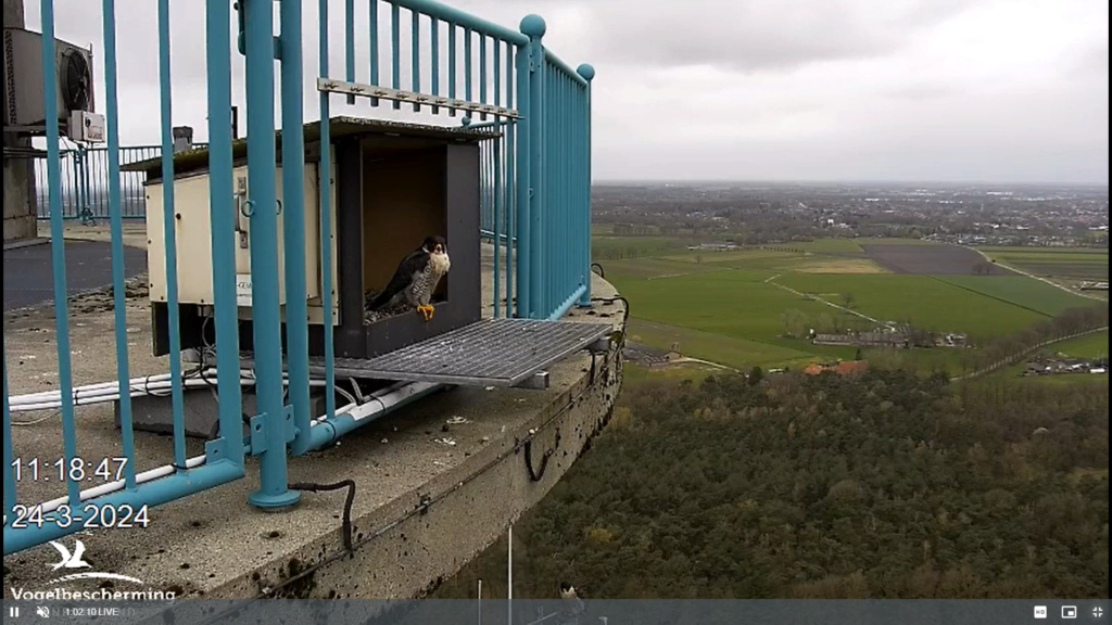 screenshots VWGGemert/Vogelbescherming Nederland. - Pagina 24 Scher481