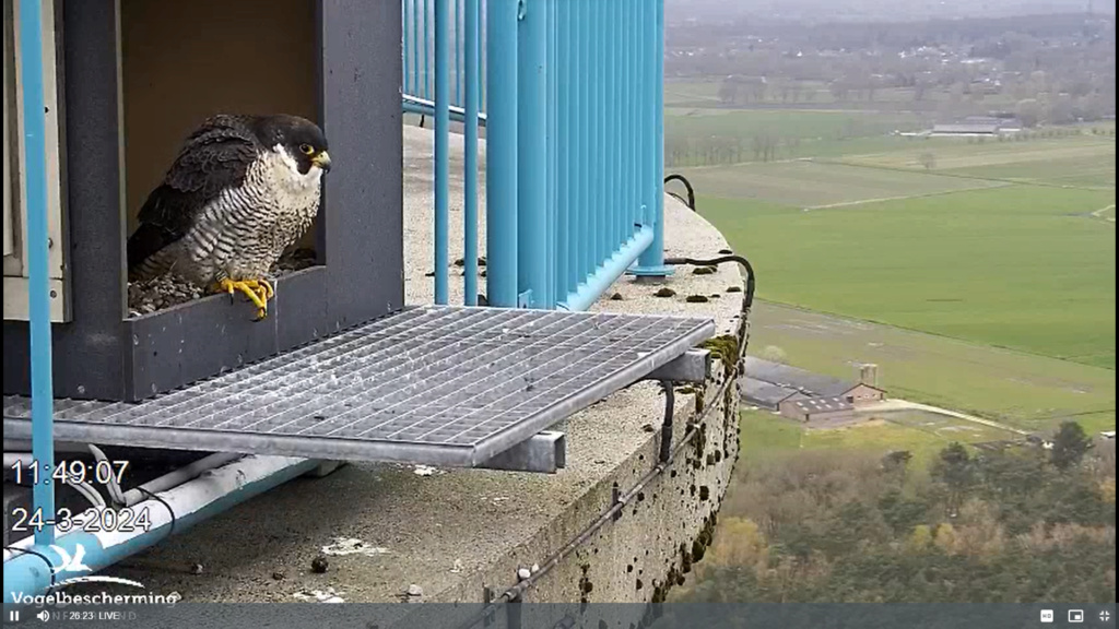 screenshots VWGGemert/Vogelbescherming Nederland. - Pagina 25 Scher488