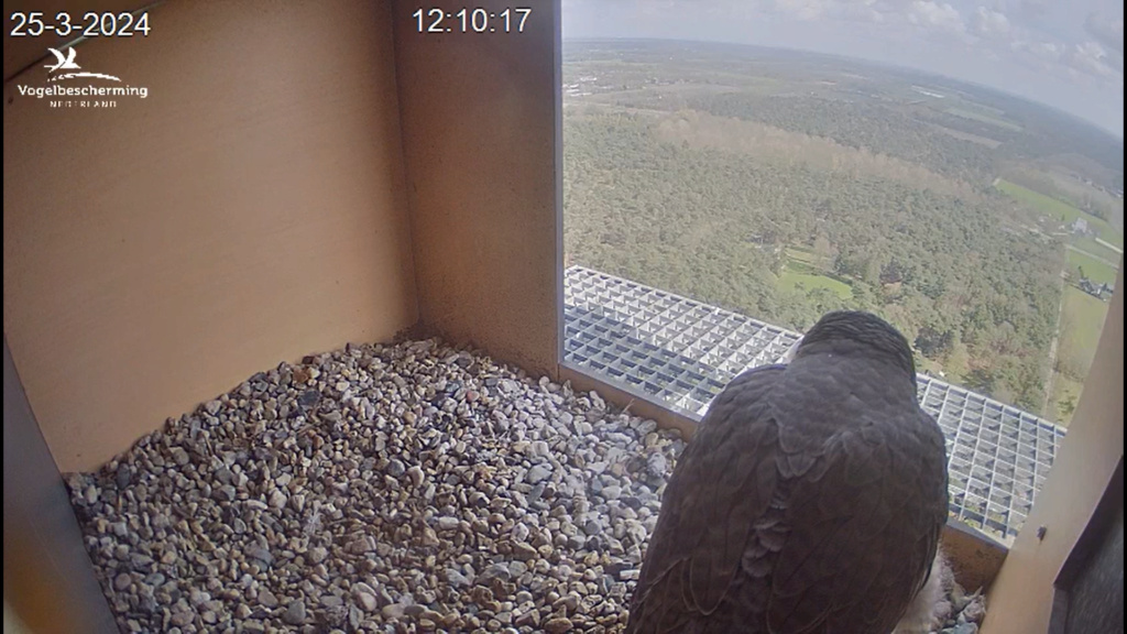 screenshots VWGGemert/Vogelbescherming Nederland. - Pagina 27 Scher514