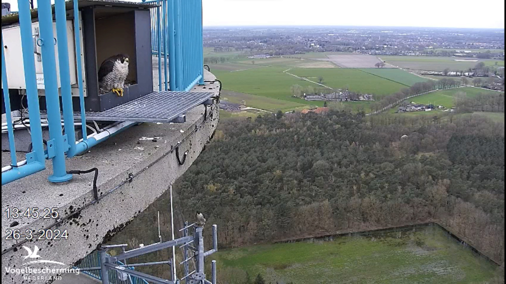 screenshots VWGGemert/Vogelbescherming Nederland. - Pagina 29 Scher559