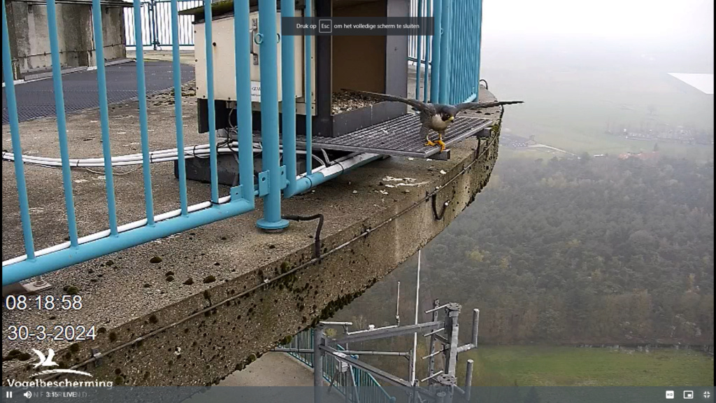 screenshots VWGGemert/Vogelbescherming Nederland. - Pagina 34 Scher640