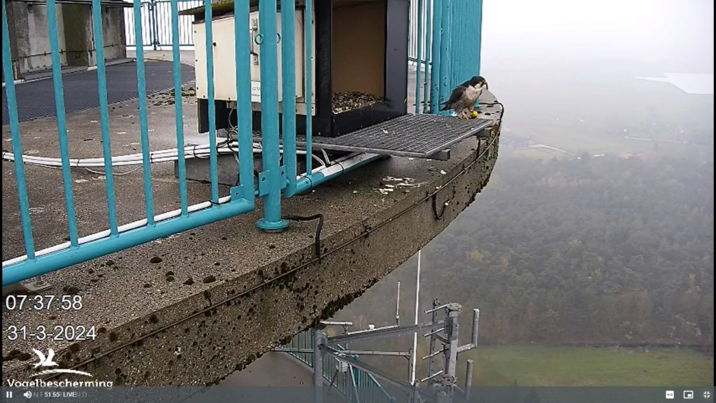 screenshots VWGGemert/Vogelbescherming Nederland. - Pagina 36 Scher671