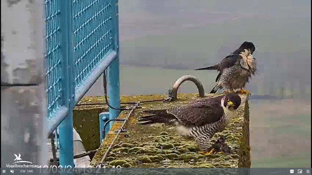 screenshots VWGGemert/Vogelbescherming Nederland. - Pagina 5 Scherm38