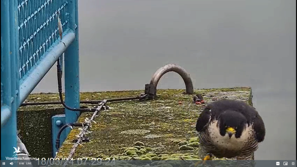 screenshots VWGGemert/Vogelbescherming Nederland. - Pagina 13 Scherm83