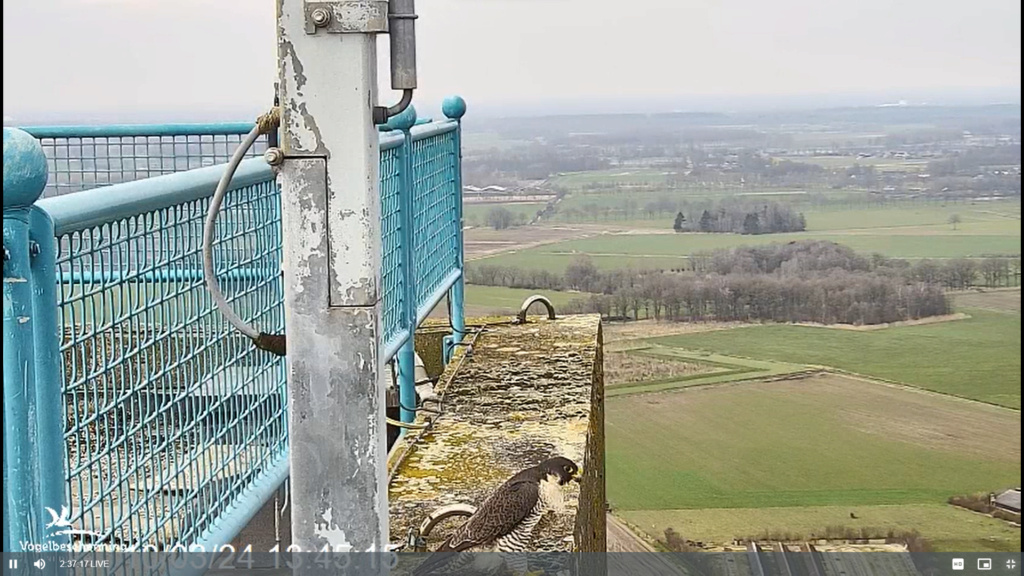 screenshots VWGGemert/Vogelbescherming Nederland. - Pagina 4 Scherm85