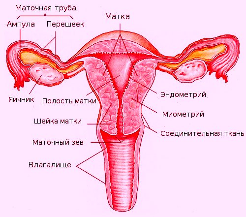 Эрозия шейки матки – что делать? Sheika10