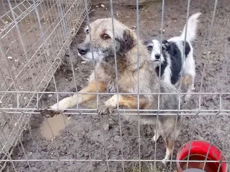 JUMPY - x griffon 12  ans   (8  ans de refuge) - Asso Arche d'Eternité  (Roumanie) 1865ff10