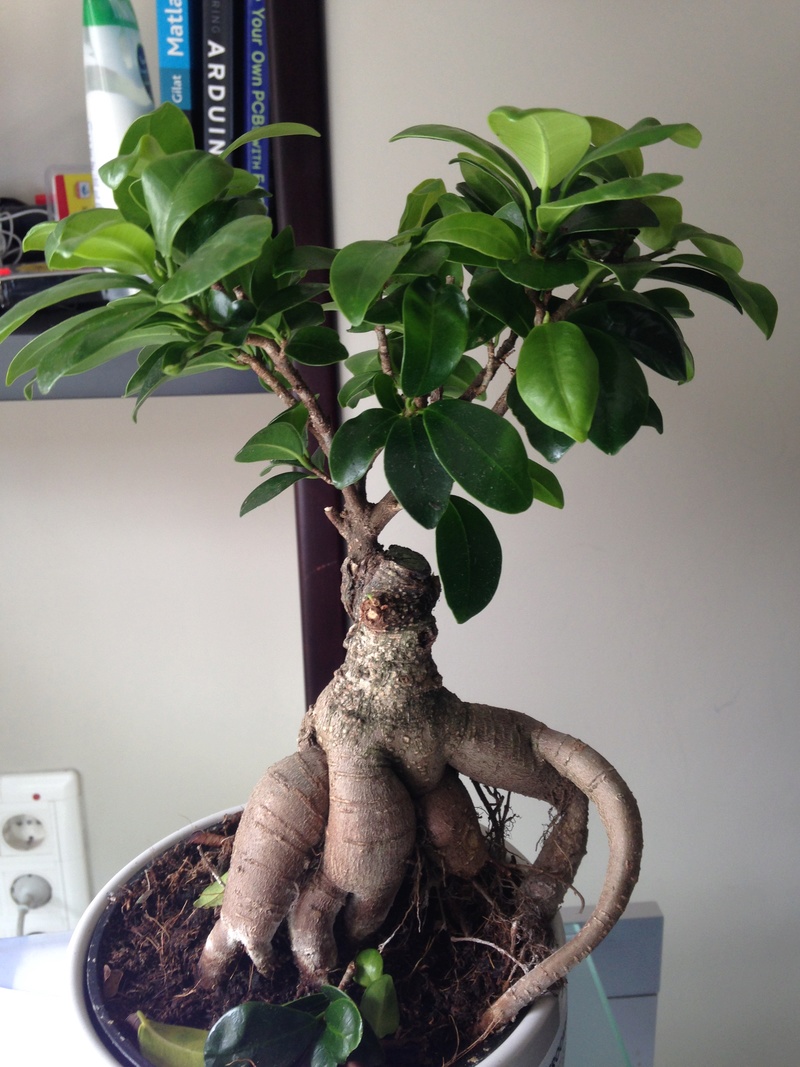 Ficus ginseng o retusa de ikea Img_2811