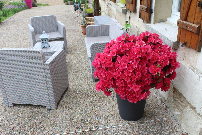 Que se passe t'il au jardin? - Page 6 Img_6210