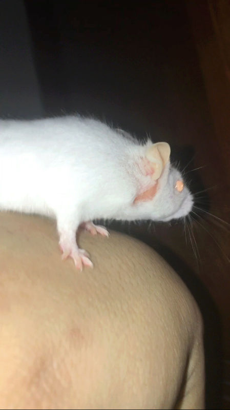 hair loss, bare skin, and some fluids.. please help Img_0210