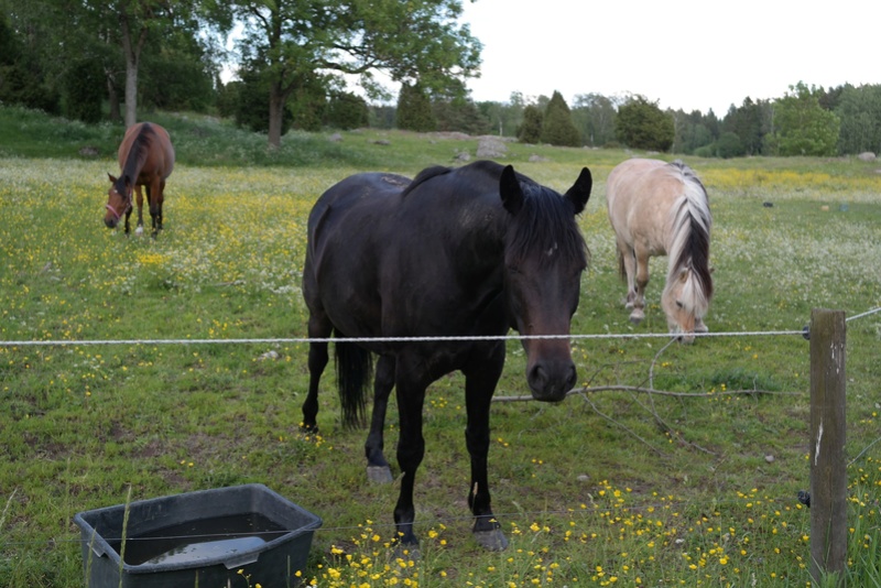 Sommarträff 2018! Hest10