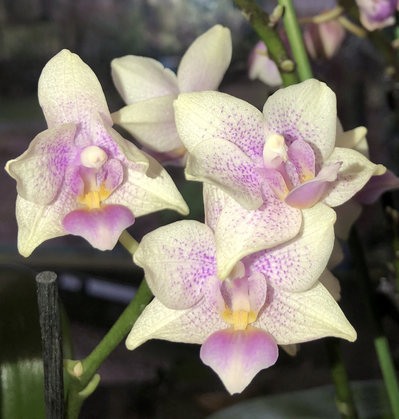 Orchideen-Neuzugang - Seite 40 Phal_p10