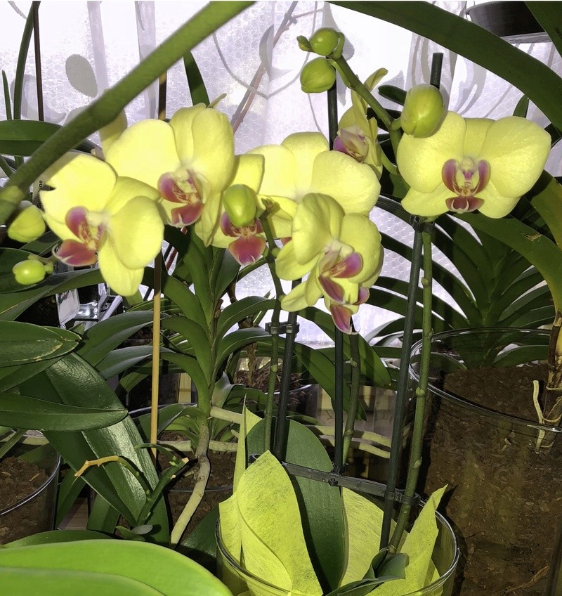 Orchideen-Neuzugang - Seite 41 Phal_y11