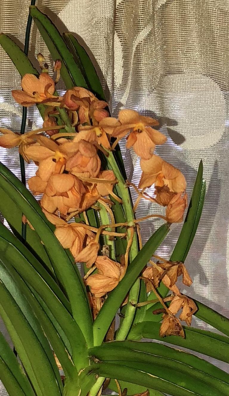Orchideen-Neuzugang 2 - Seite 3 Vanda_55