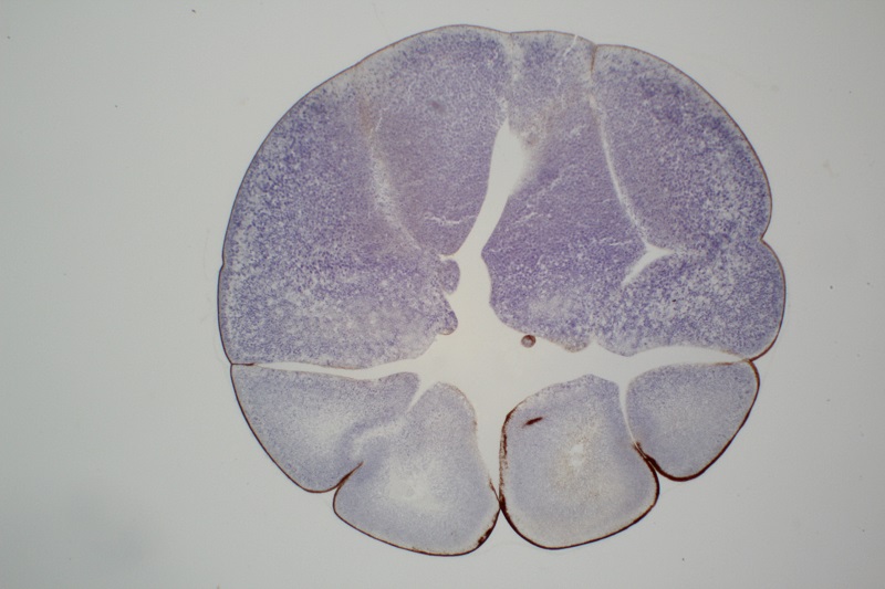 Desarrollo embrionario de la rana Embrio13
