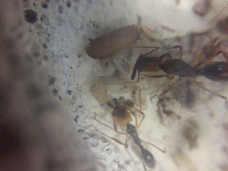 Odontomachus erythrocephalus Od110