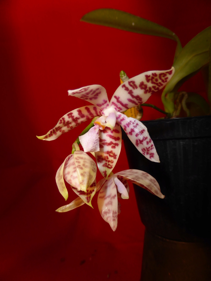 Phalaenopsis hieroglyphica 0075_h10