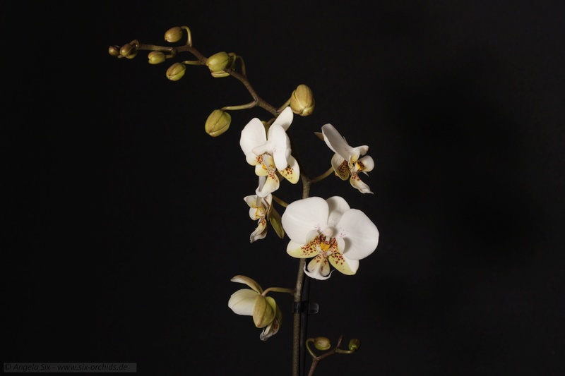 Phalaenopsis stuartiana - Seite 4 C_img_12