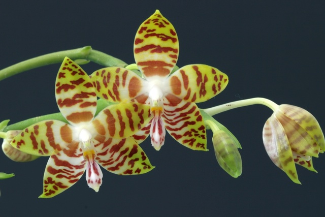 Phalaenopsis amboinensis - Seite 3 C_img_13