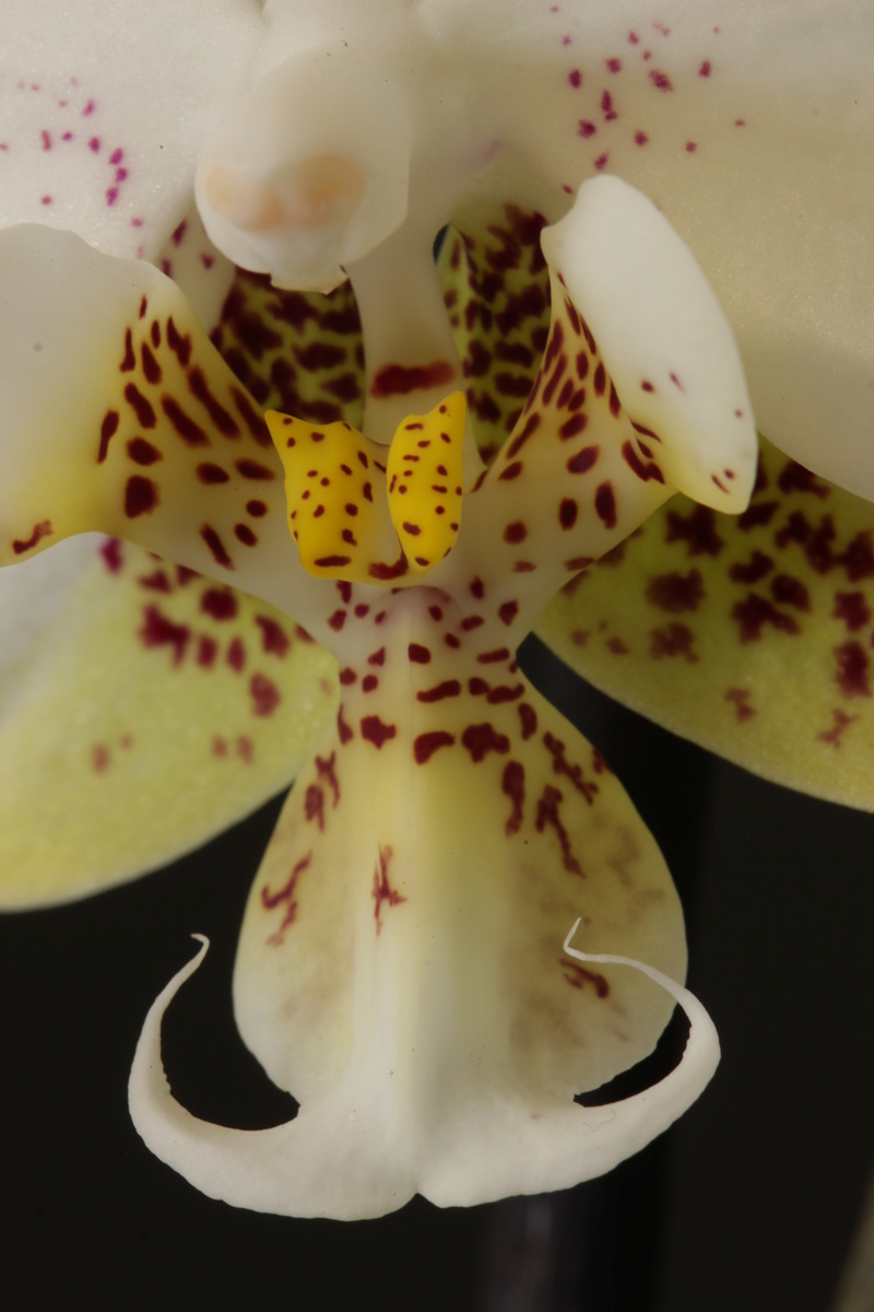 Phalaenopsis stuartiana - Seite 4 Img_0210