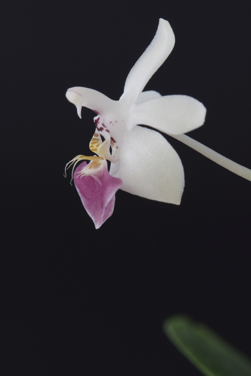 Phalaenopsis parishii - Seite 3 Img_0711