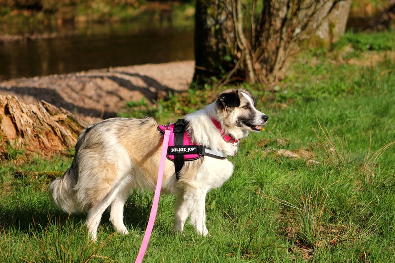 Lexa (ex-Alexa) - femelle - refuge de Târgu Frumos - adoptée (dept 88) 31131110