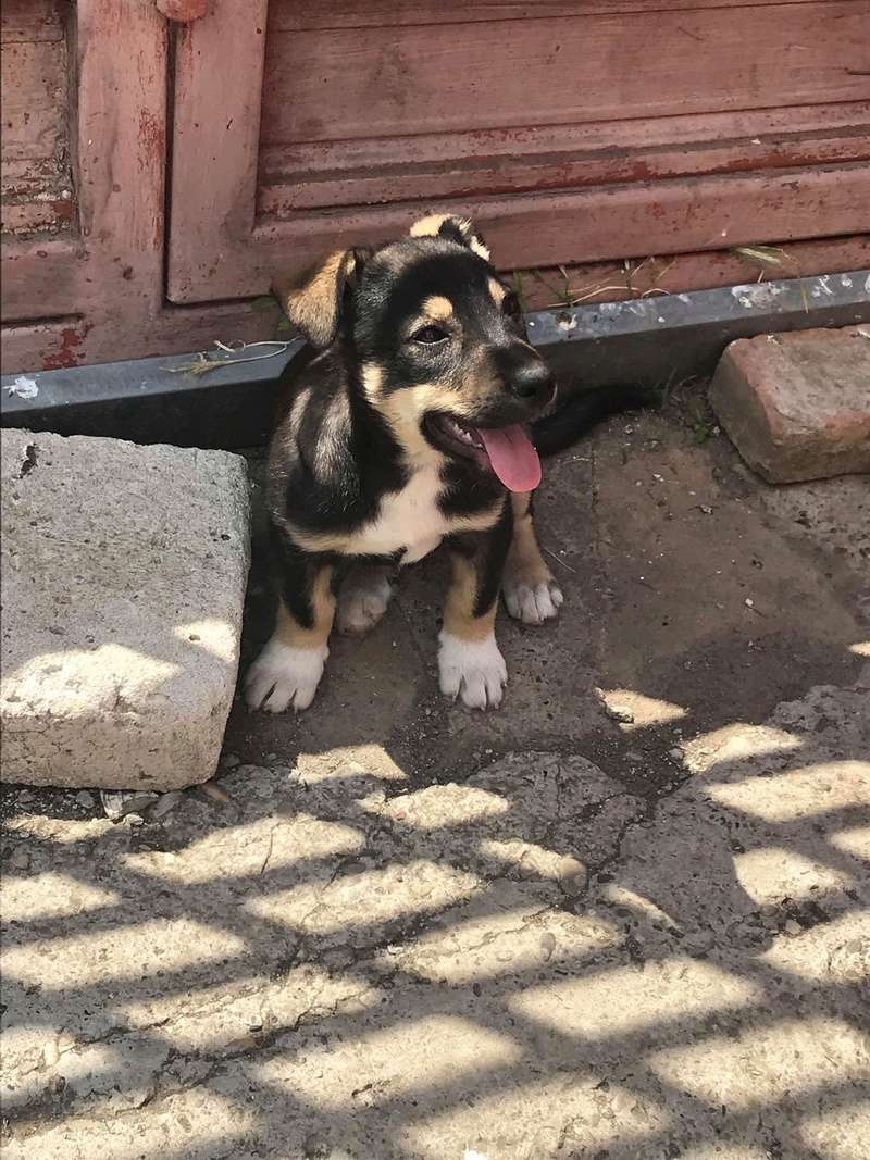 Coco (ex-Forest Gump) - mâle - Fourrière de Târgu Frumos reserver adoption  32902112