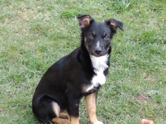 Nookie - femelle  - refuge de Târgu Frumos - Réservée adoption (67) Fbf12c10