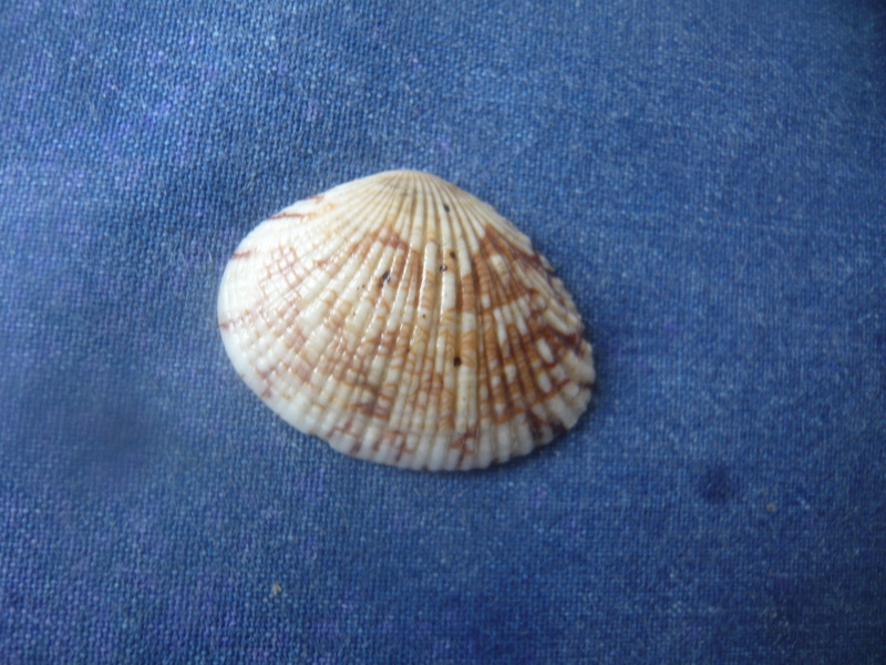 Gafrarium pectinatum - (Linnaeus, 1758) - Page 2 P1040545