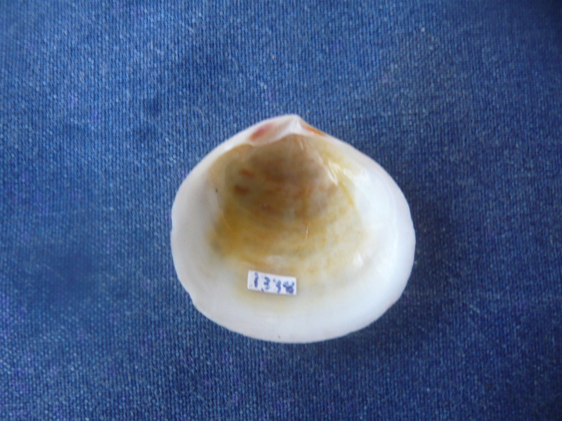 Semelidae : Semele cordiformis - (Holten, 1802)  P1040556