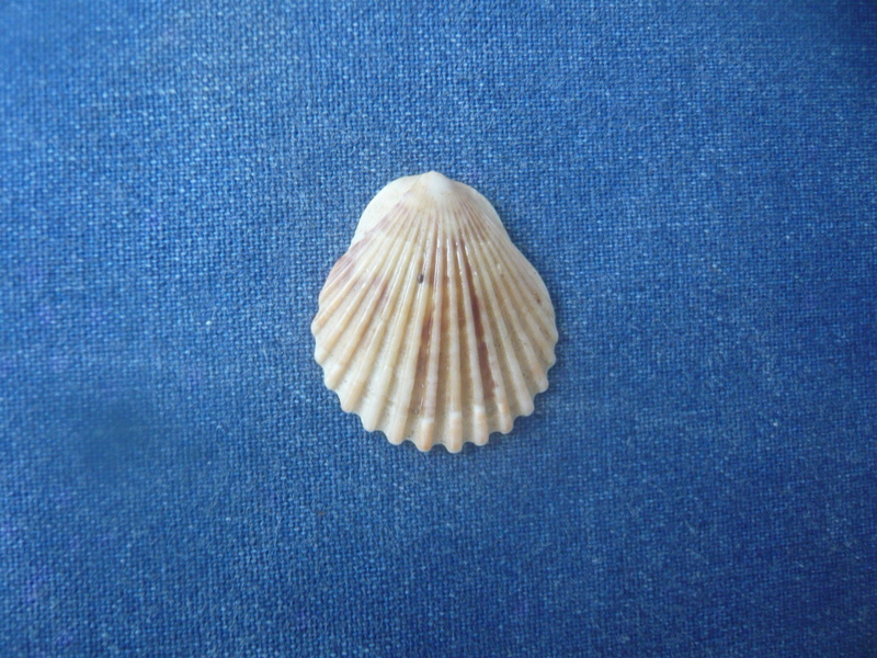 Pectinidae malgache P1040563