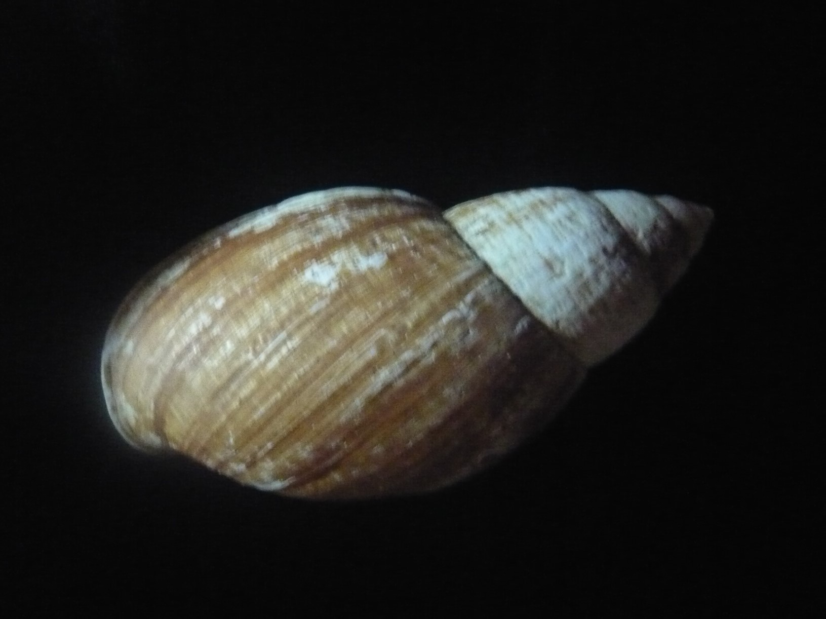 Placostylus fibratus fibratus (Martyn, 1789) P1050010