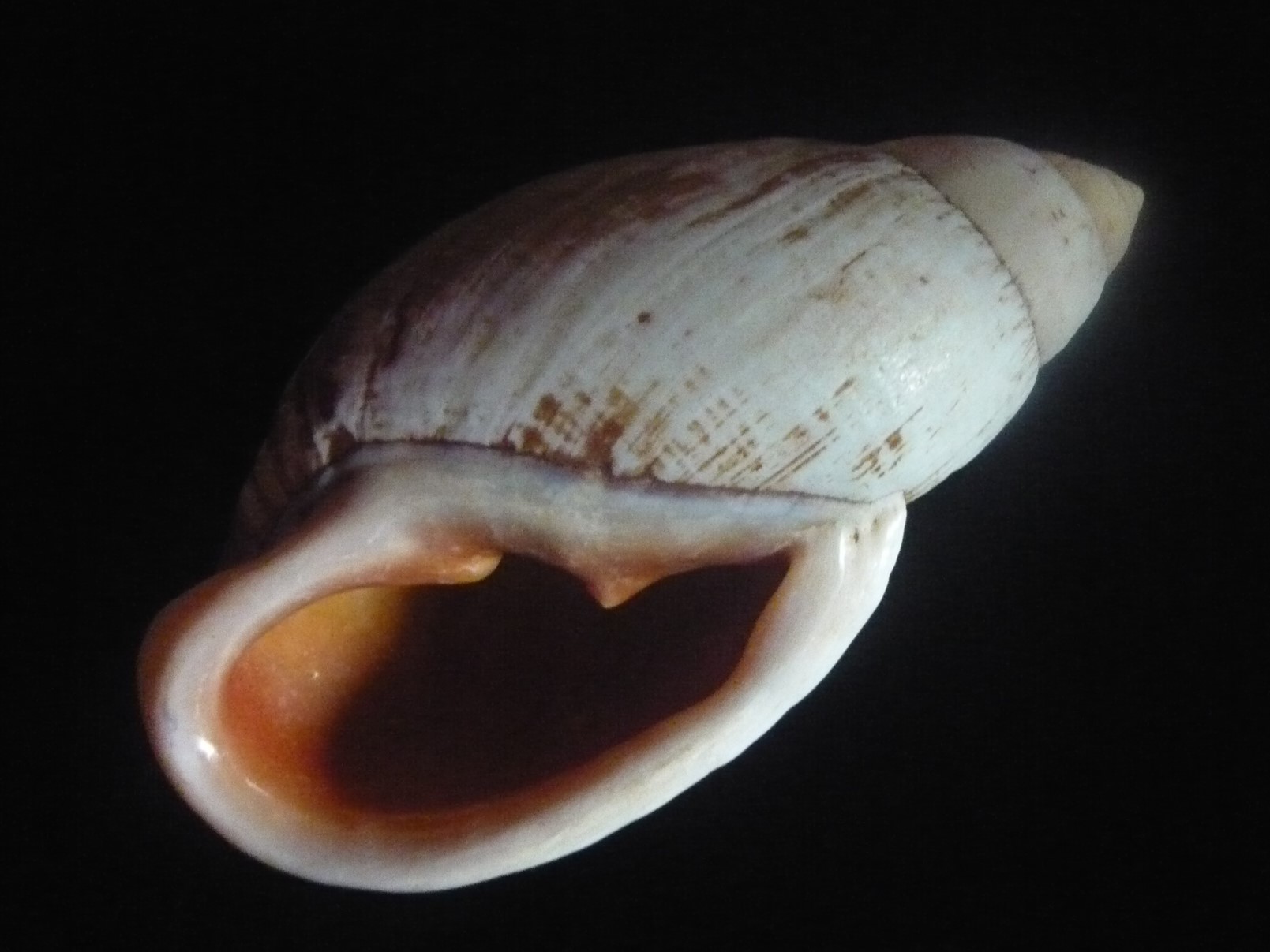 Placostylus fibratus fibratus (Martyn, 1789) P1050012