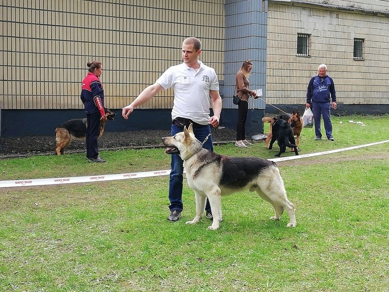 2018 - 30-04-2018  2х-CACIB IKU Беларусь Синеокая" Триумф 2018 Img-2246