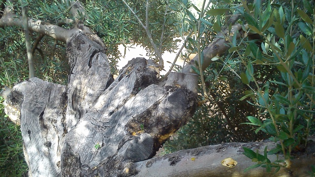 Agusanado del olivo (EUZOPHERA) Dsc_0711