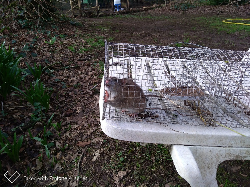 LA CORNEILLE ET LA POULE Rat11