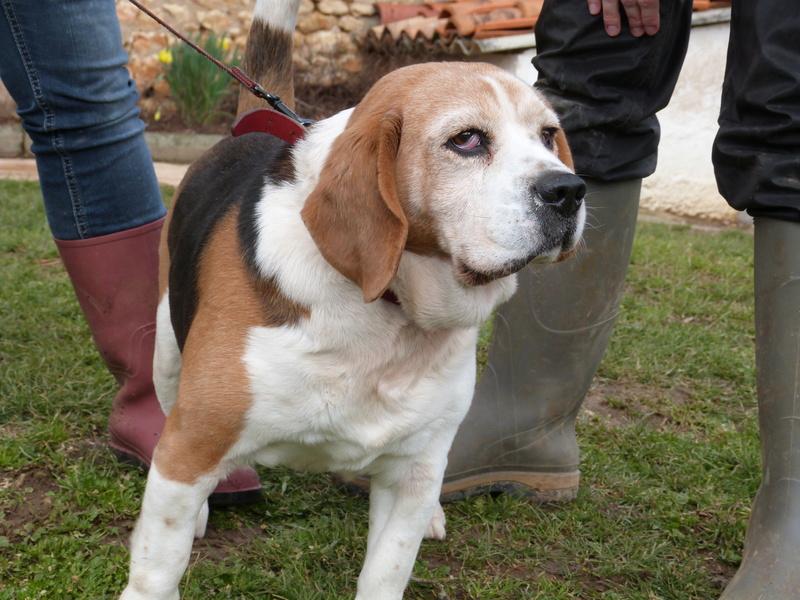CHARLIE - beagle 11 ans -Spa de Poitiers (86) 061_r_15