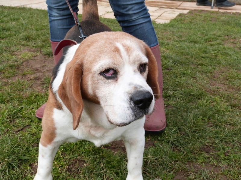CHARLIE - beagle 11 ans -Spa de Poitiers (86) 061_r_17