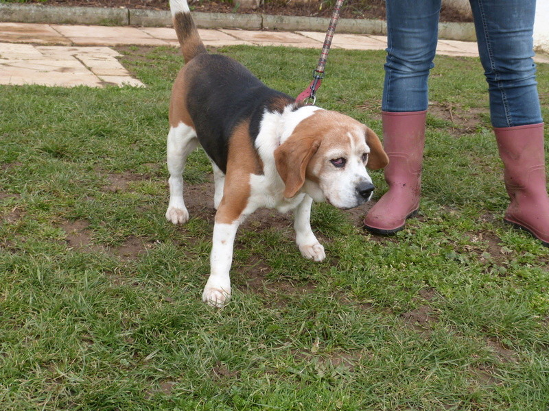 CHARLIE - beagle 11 ans -Spa de Poitiers (86) 061_r_20