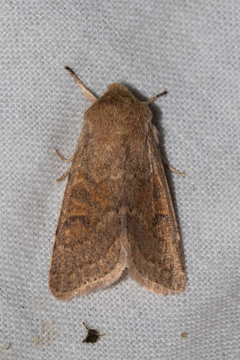 O. miniosa / O. gracilis / Drymonia ruficornis / Eupithecia sp. 4m8a9217