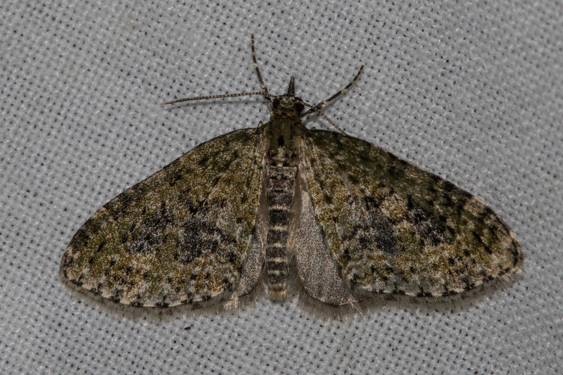 O. miniosa / O. gracilis / Drymonia ruficornis / Eupithecia sp. 4m8a9219