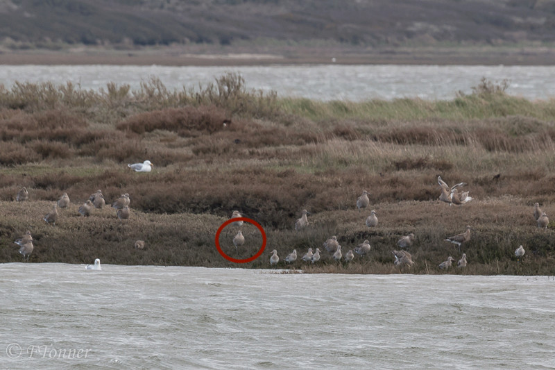 [Courlis cendrés, Courlis corlieu et Barge rousse] Demande de confirmation pour courlis cendrés et barges rousses 20180310