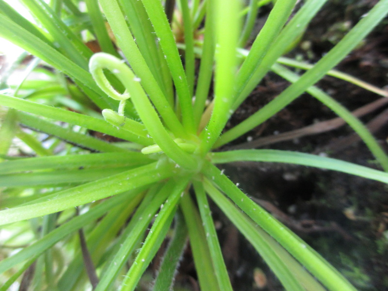 Drosera capensis var.albino Img_0912