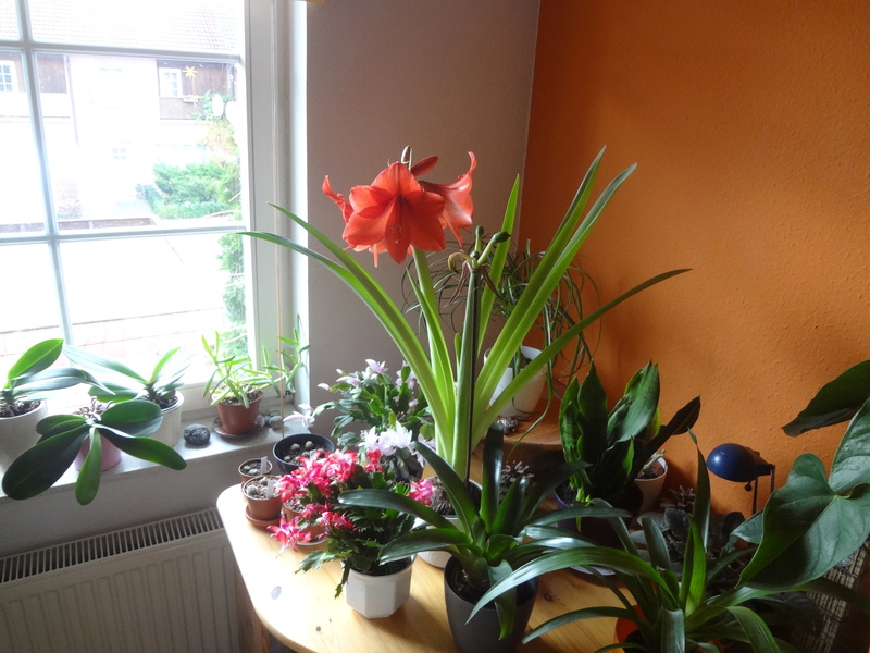 Amaryllisgewächse - Amaryllidaceae (Hippeastrum, Clivia, Nerine, Amaryllis, Agapanthus, Allium, Narcissus & Co.) - Teil 1 - Seite 43 Dsc07230