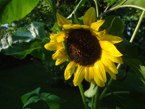 Sonnenblumen(artige) - Heliantheae - Seite 4