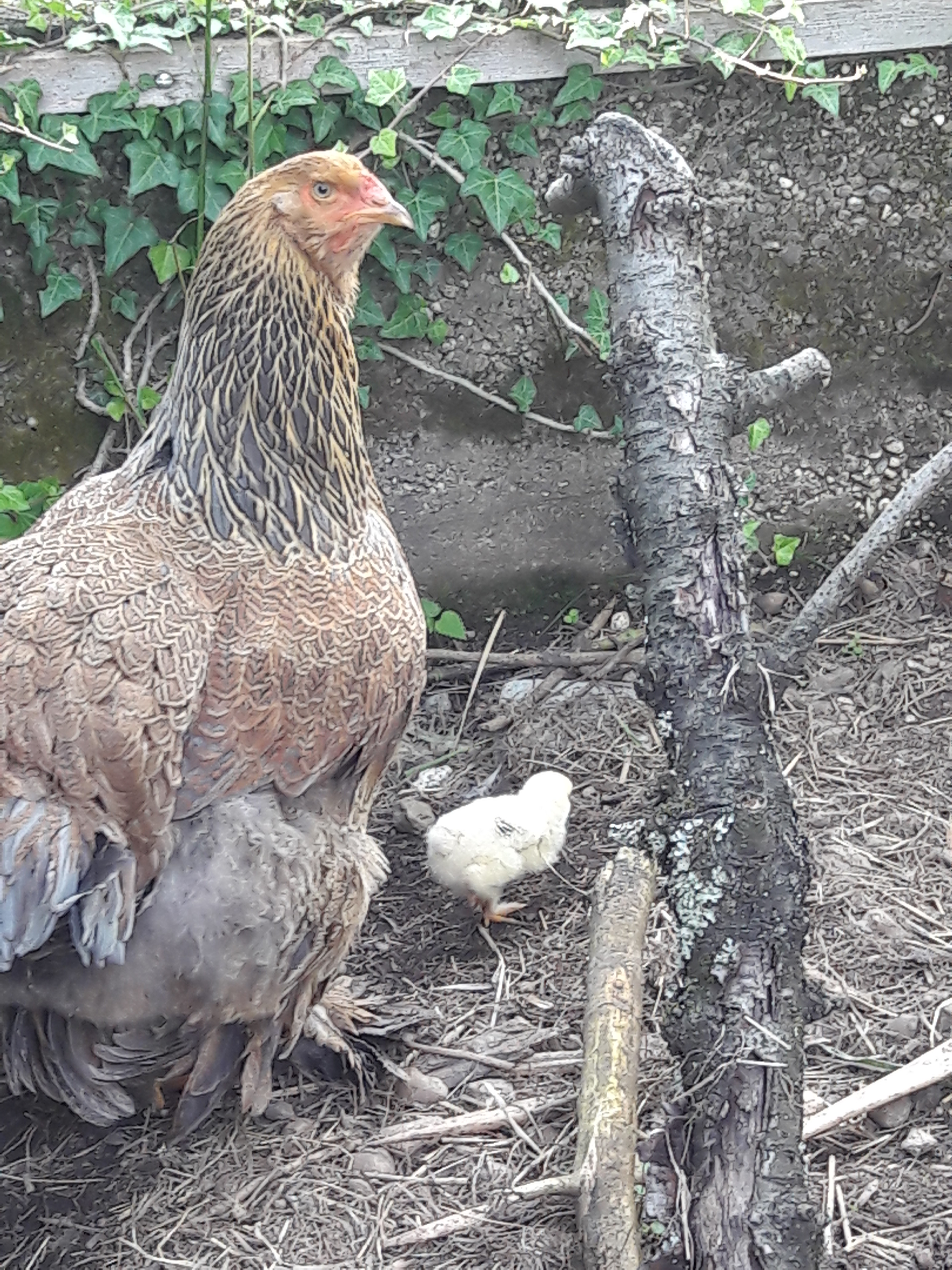 en prévision de la naissance de poussins Img_2014