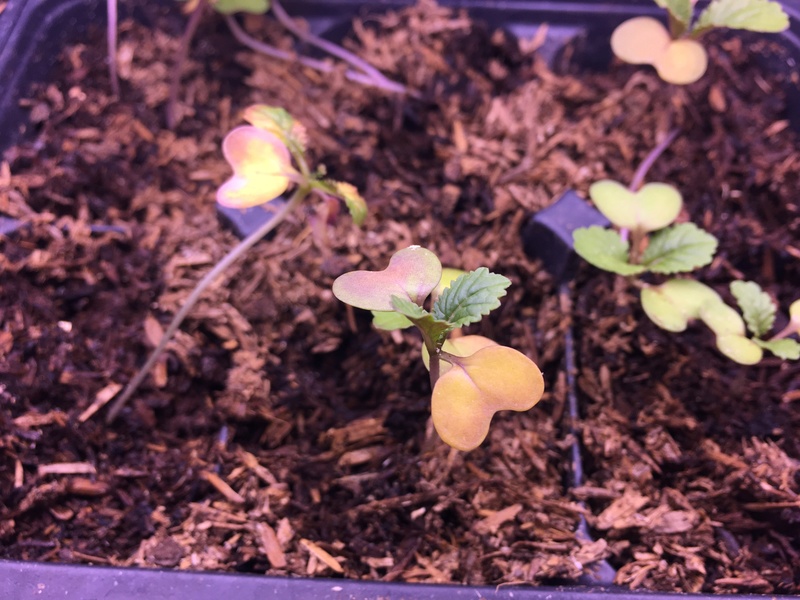 Yellow/dying leaves on tomato seedlings 575dc510